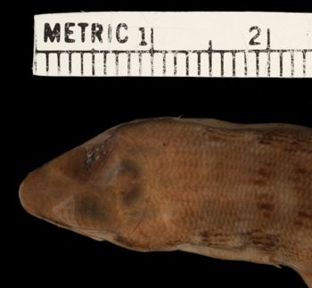 Media type: image;   Herpetology R-27021